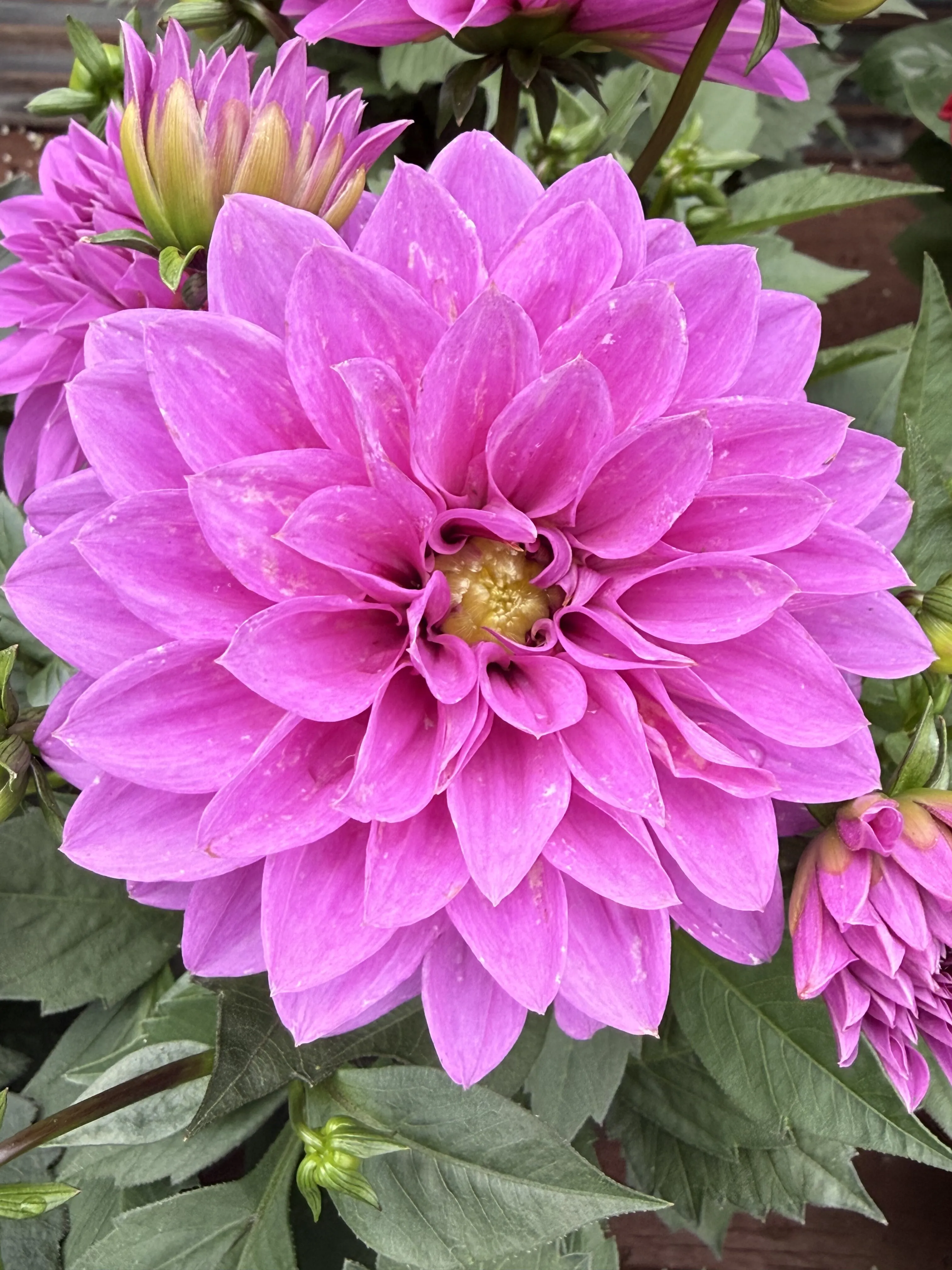 Pink dahlia closeup